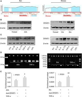 PTEN Methylation Promotes Inflammation and Activation of Fibroblast-Like Synoviocytes in Rheumatoid Arthritis